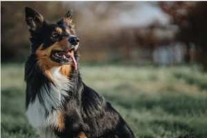 Methods To Protect Your Dog From Paralysis Ticks - VetProductsDirect