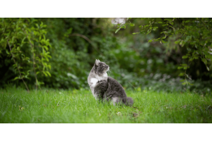 Advantage for Cats