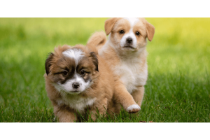 How to Save Money on Dog Supplies