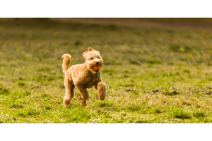 How To Train My Puppy To Play Nice in the Park