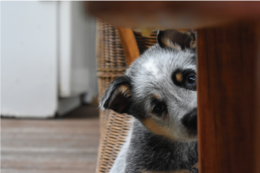 Protect Your Pet From Hidden Hazards