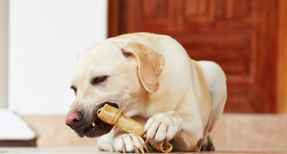 Dog Holding Bone Toy