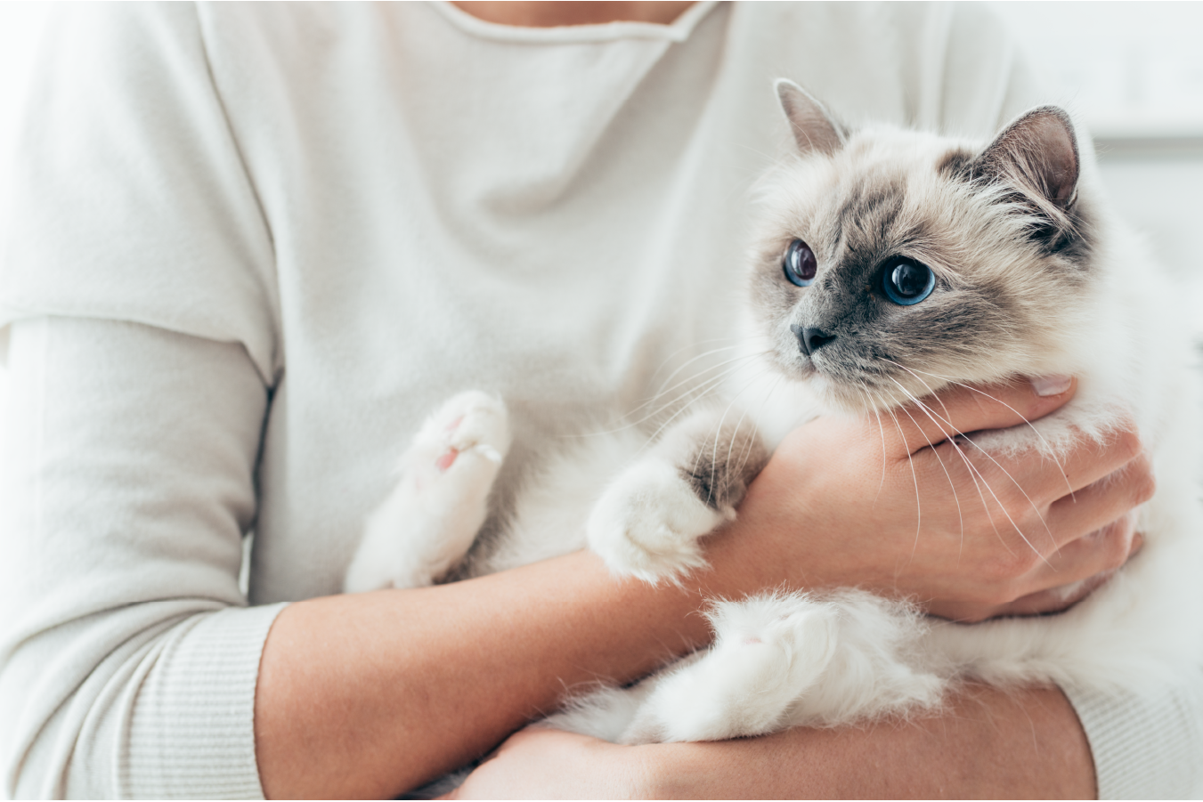 Black cat touching hands with owner
