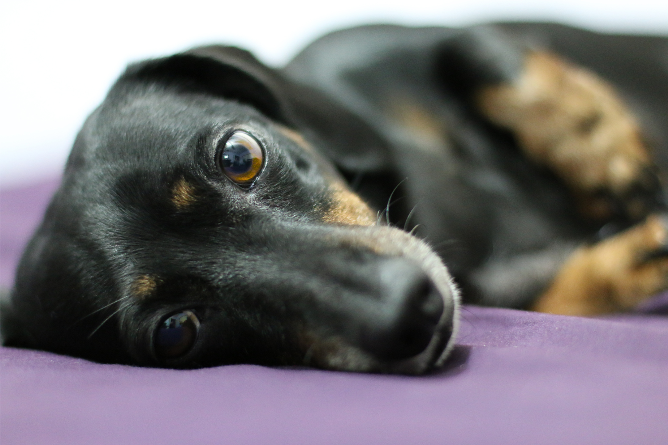 Dog staring 