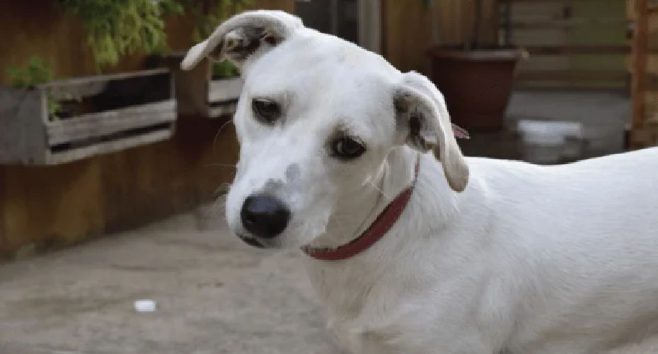 A cream and white dog is tilting its head to the side