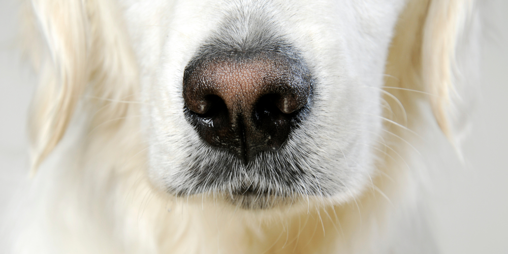 A close up photo of the nose of a black dog