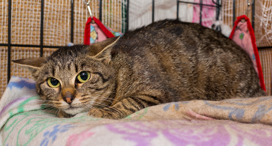 FIV, The Cats AIDS Virus