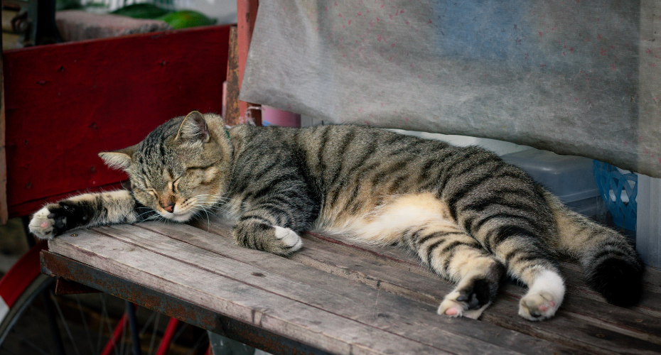 Lost Cats? Finding Your Moggie