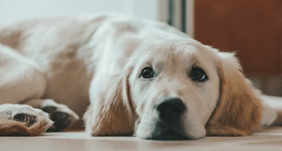 Ultimate Guide to Heartworm