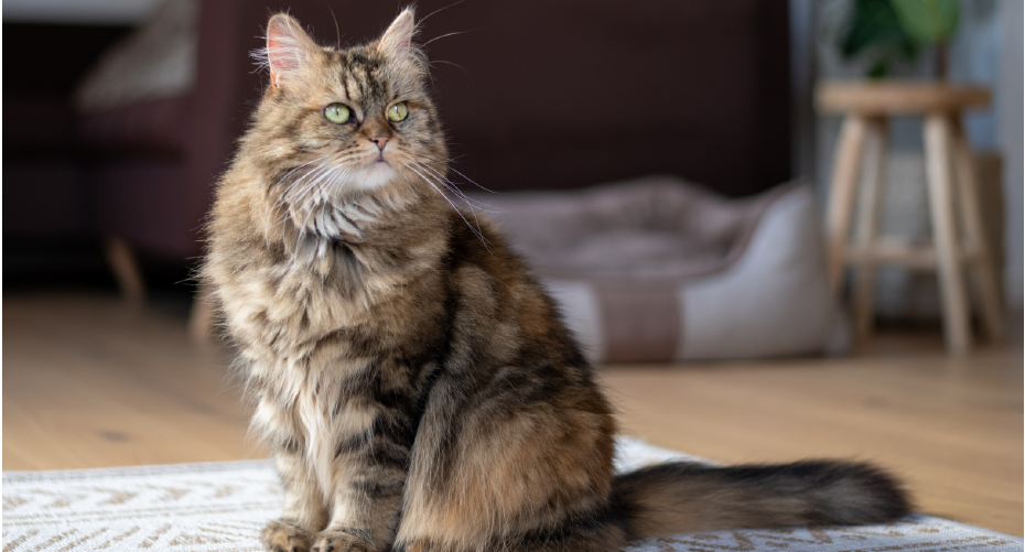 Worming for cats - we tell you all you need to know about worming products for your cat