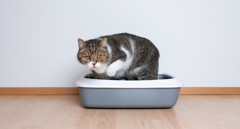 Cat Litter Box Problems