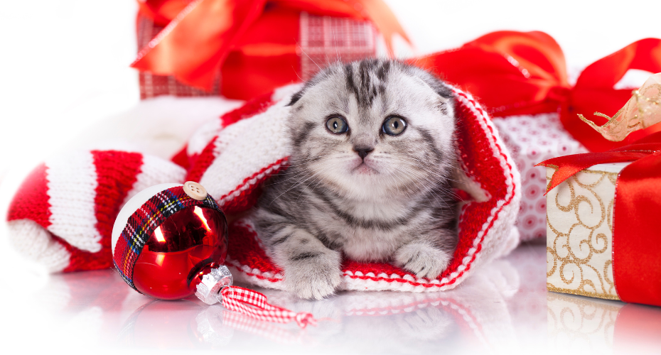 Christmas Kittens