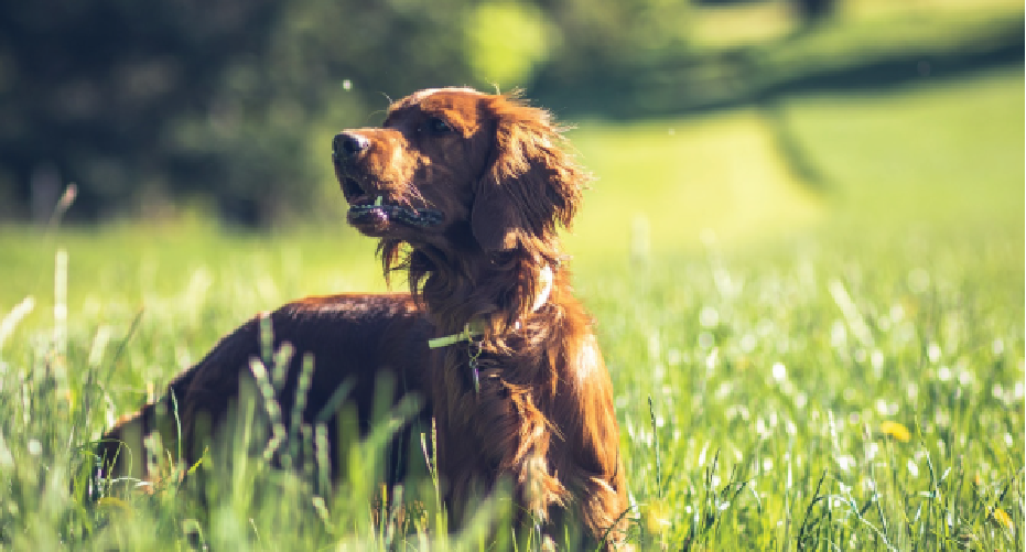 dog in grass