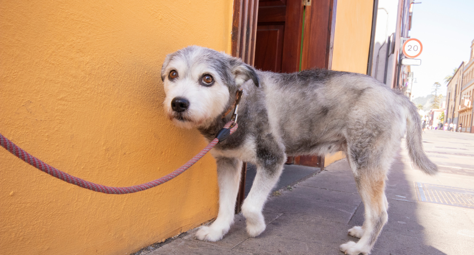 Fear Or Phobia In Dogs