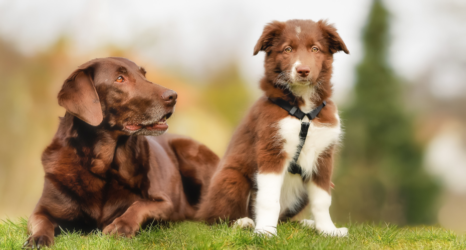 Help With Choosing a New Puppy or Adult Dog