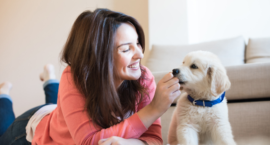 House Training - Some Puppy Tips