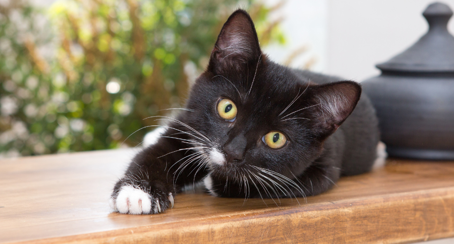 How Old Is Your Cat