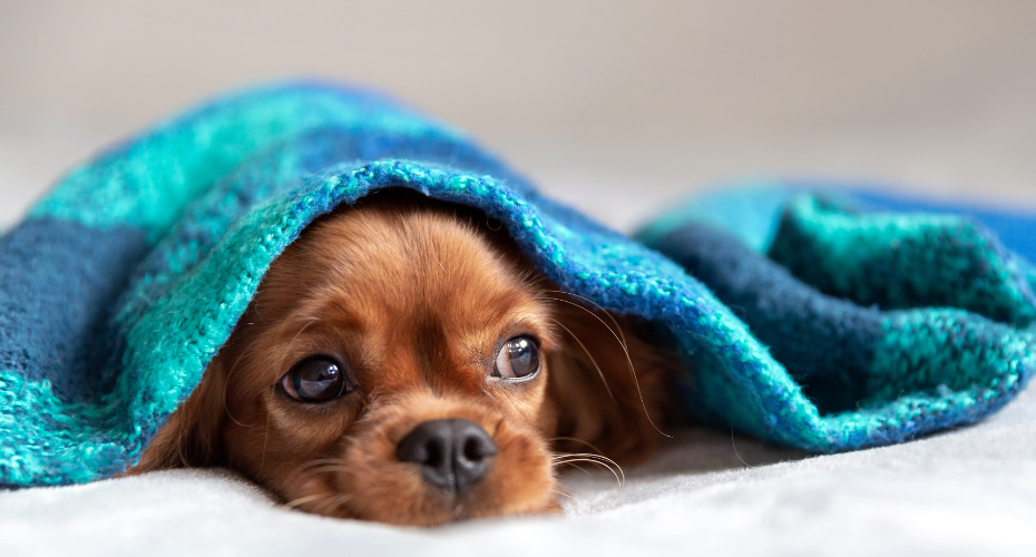 How To Help Your Pet This Winter