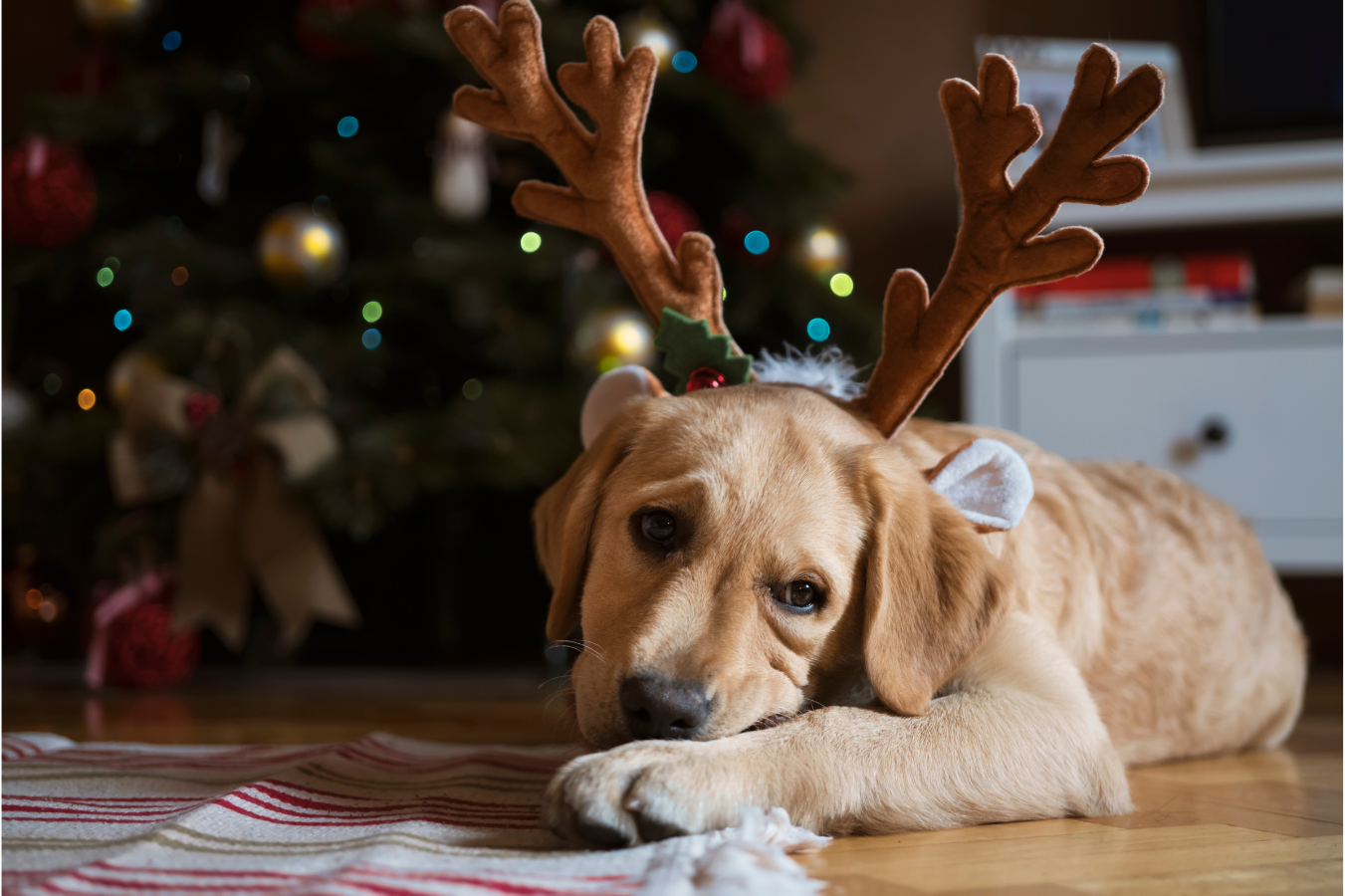 Dog in front of christmas tree