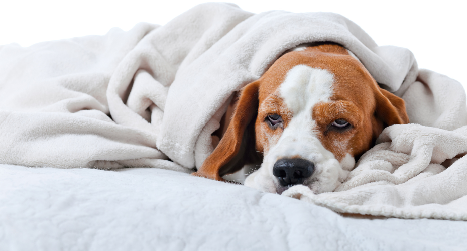 If Only Your Pet Could Tell You Where It Hurts