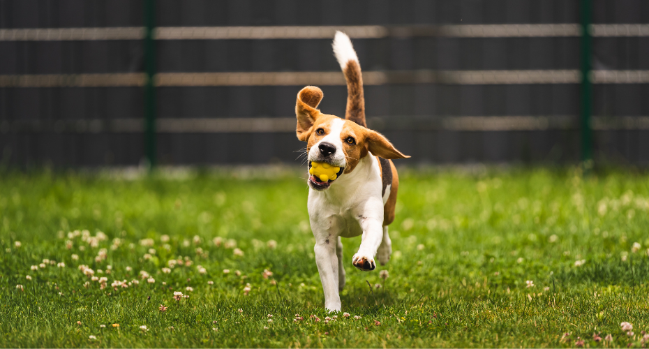 Invisible Dog Fences