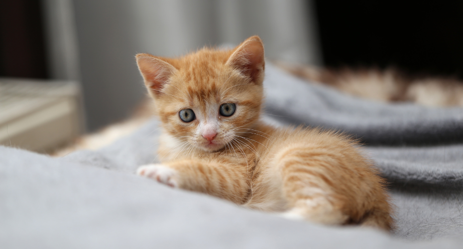 New Kitten - The Right Choice For You