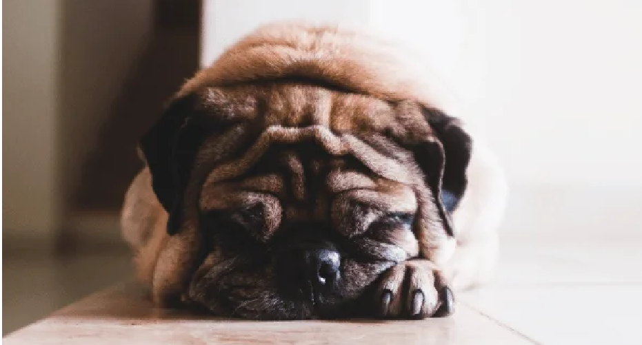 Dog Anxious