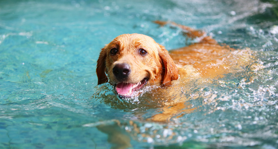 6 Ways To Help Keep Your Dog Cool This Summer