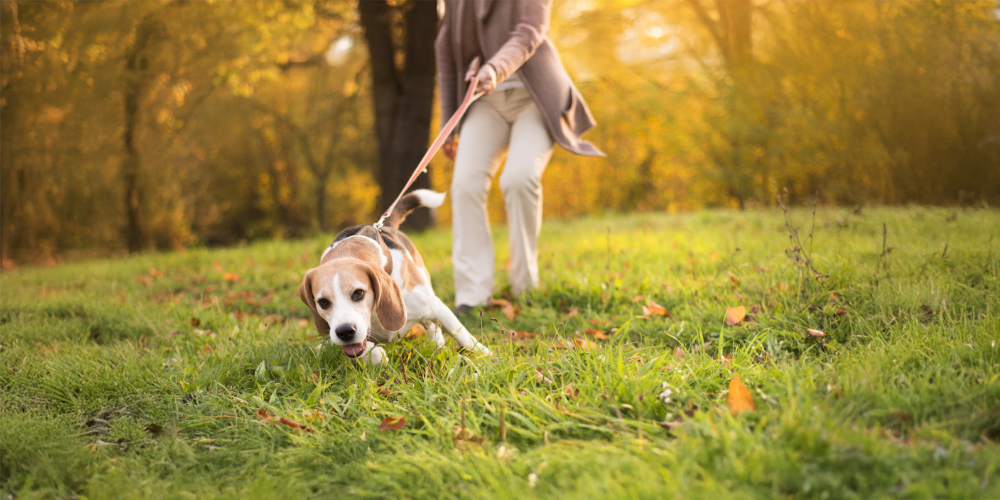 Human walking dog pulling on lead