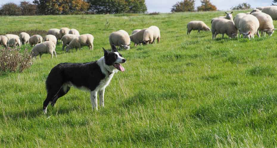 A Working Dog