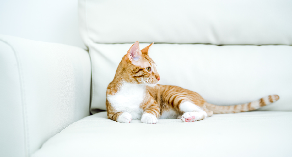 Cat Friendly Homes