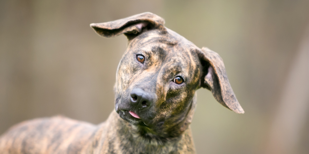 Why Does My Dog Do That? The Mystery Behind Canine Behaviour