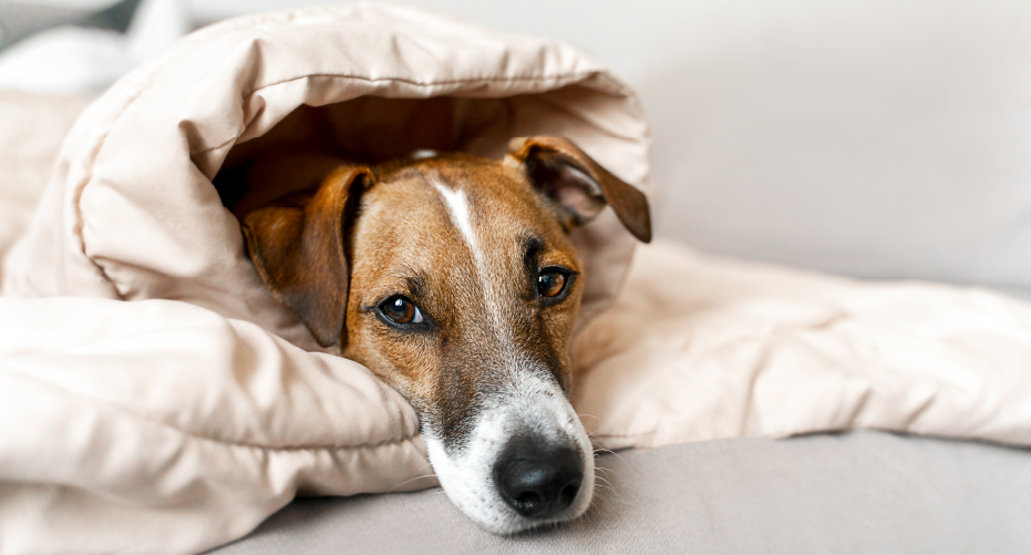 Nurturing Our Pets Through Winter: A Guide to Cold and Flu Season