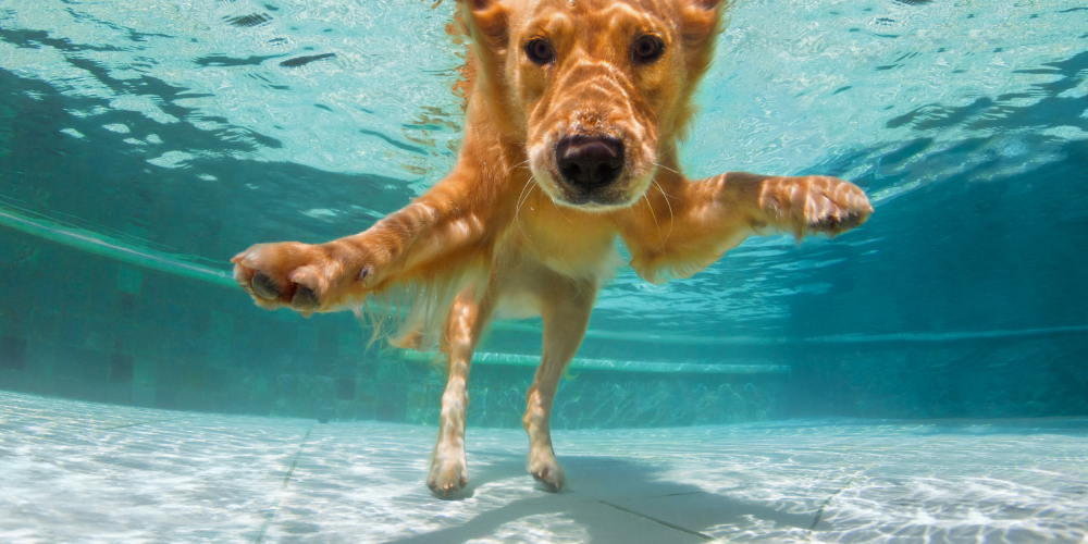 Water Safety For Dogs