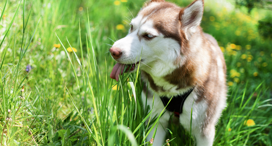Dog Eating Grass