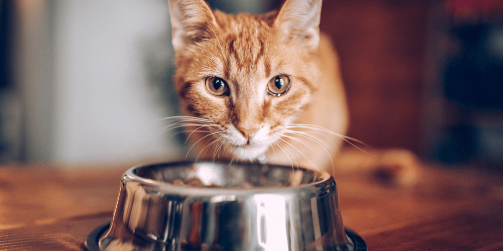 Advance Dry Cat Food