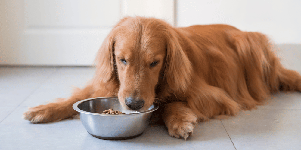 Advance Puppy Growth - Vet Product Direct