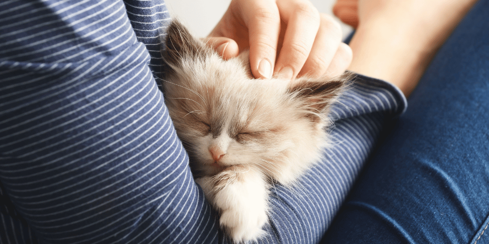 Cat Flea Treatment - Vet Products Direct