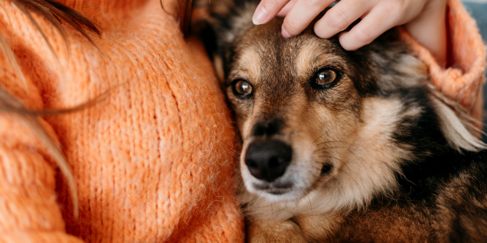 Owner holding dog