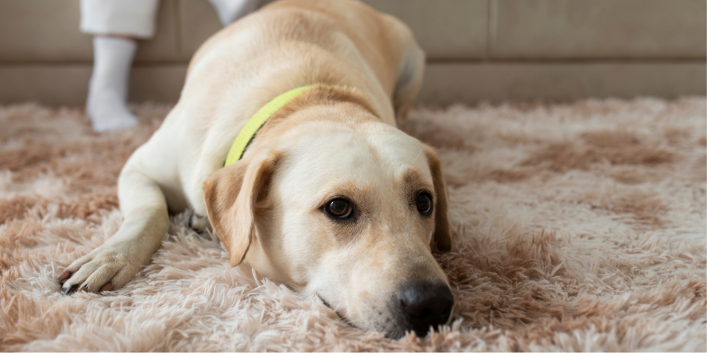 Guilty looking Labrador Retriever
