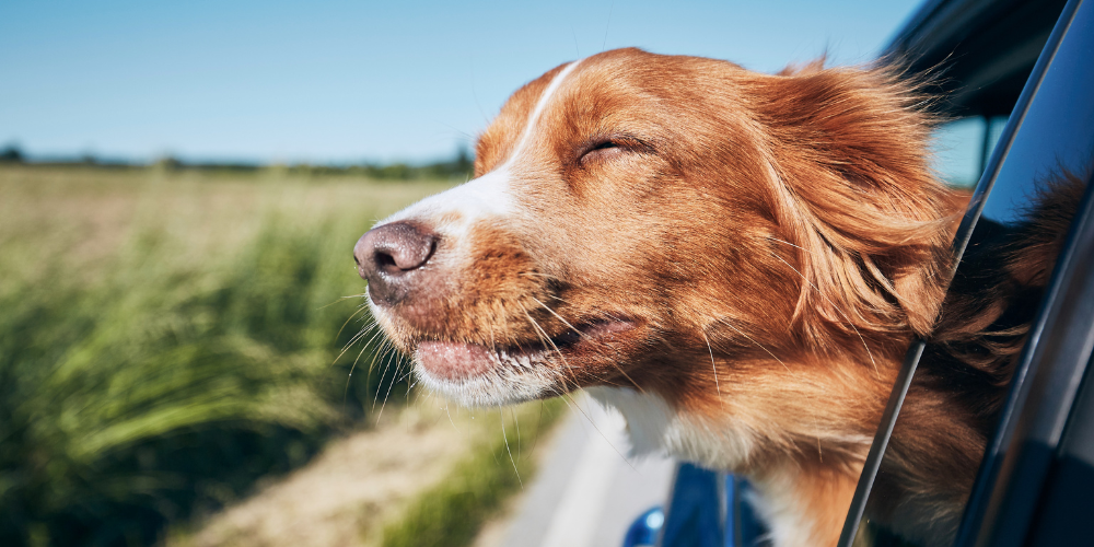 Travelling with Dogs