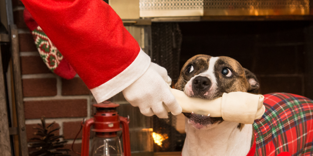 Christmas Food For Dogs