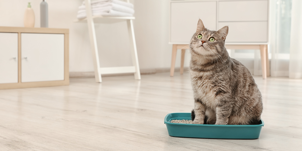 Cat in litter box