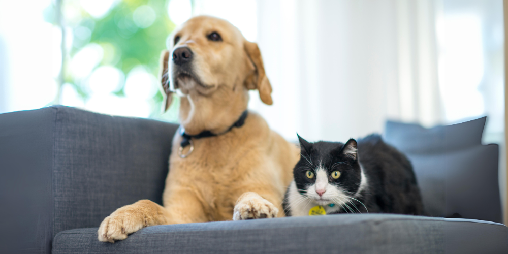 Dog and cat on couch