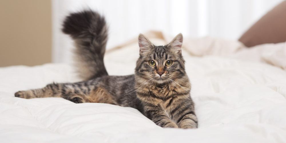 Cat with fluffy tail sitting on a bed
