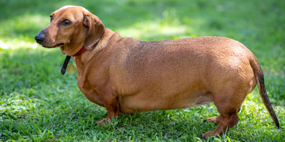Overweight brown dachshund on the grass