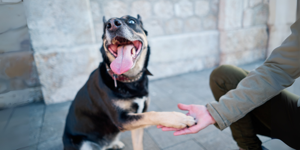 Dog with paw up holding persons hand