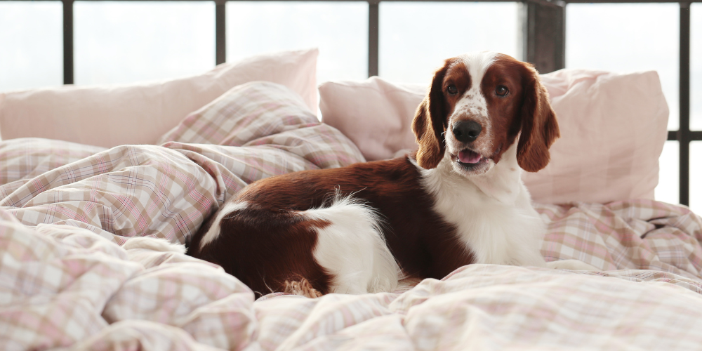 Dog sitting on the bed