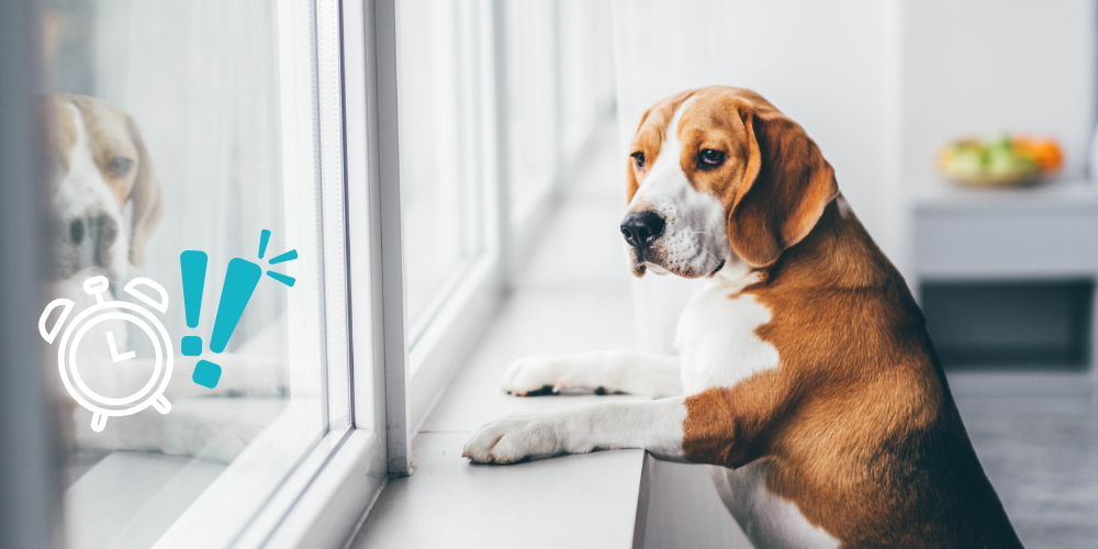 Do Pets Have a Sense of Time? How Dogs &amp; Cats Understand Time