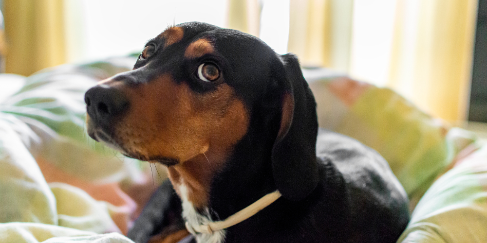 Black and brown dog on bed giving sad eyes